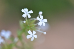 Plumbago zeylanica