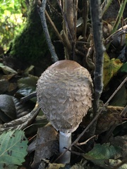 Coprinus comatus