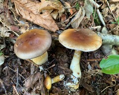 Cortinarius transiens