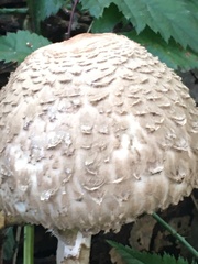 Coprinus comatus