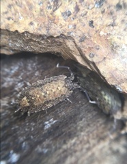 Dubioniscus marmoratus