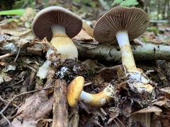 Cortinarius transiens