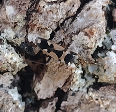 Raglius confusus