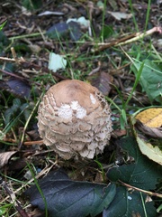 Coprinus comatus