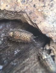 Dubioniscus marmoratus