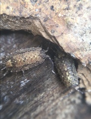 Dubioniscus marmoratus
