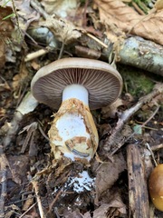 Cortinarius transiens
