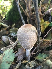 Coprinus comatus