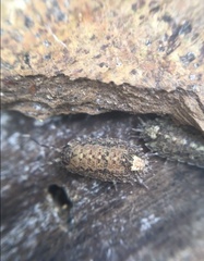 Dubioniscus marmoratus