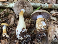 Cortinarius transiens
