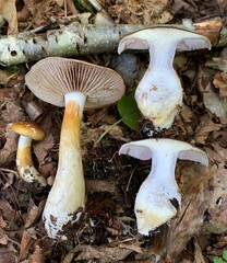 Cortinarius transiens