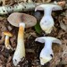 Cortinarius transiens - Photo (c) Alfredo Justo, some rights reserved (CC BY-NC), uploaded by Alfredo Justo