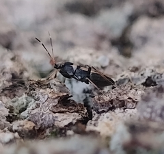 Raglius confusus