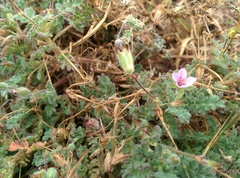 Erodium lebelii