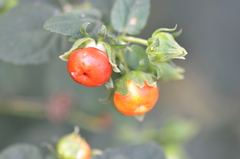 Malvaviscus arboreus