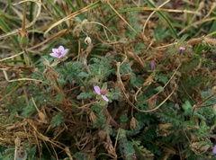 Erodium lebelii