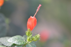 Malvaviscus arboreus