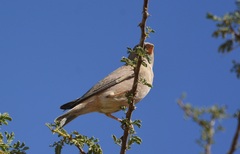 Bucanetes githagineus