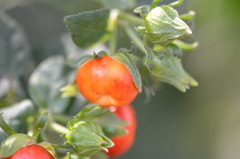 Malvaviscus arboreus