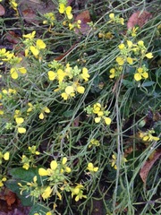 Brassiceae