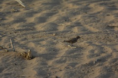 Bucanetes githagineus