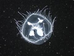 Craspedacusta sowerbii