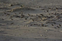 Bucanetes githagineus