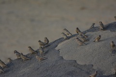 Bucanetes githagineus