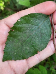 Ehretia anacua