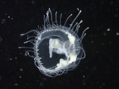 Craspedacusta sowerbii