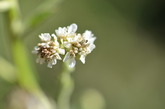 Verbesina microptera