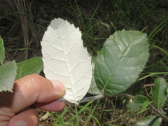 Brachylaena rotundata