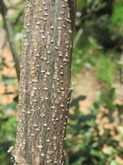 Brachylaena rotundata