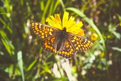 Euphydryas intermedia