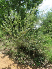 Brachylaena rotundata