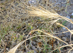 Bromus