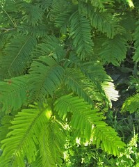 Vachellia pennatula