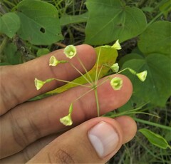 Commicarpus scandens