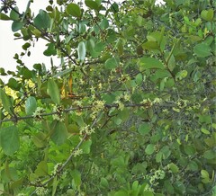 Sideroxylon americanum