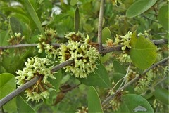 Sideroxylon americanum