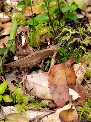 Tropidostethus angusticollis