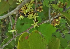 Sideroxylon americanum