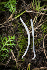 Clavaria falcata