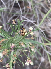 Euodynerus hidalgo hidalgo
