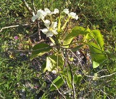 Echites umbellatus