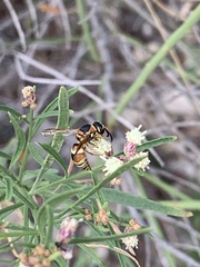 Euodynerus hidalgo hidalgo