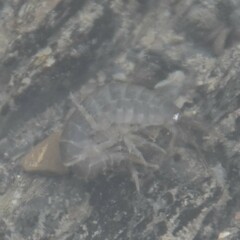 Gammarus