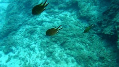 Chromis limbata