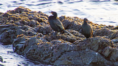 Phalacrocorax capensis
