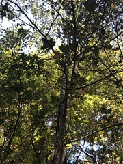 Liquidambar styraciflua